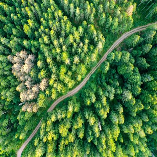Birds eye view of an evergreen forest with a road trail through the middle